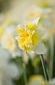 WALKERS BULBS, LINCOLNSHIRE: TAYLORS BULB FIELDS, HOLBEACH, SOUTH HOLLAND, LINCOLNSHIRE:CLOSE UP OF NARCISSUS ICE KING