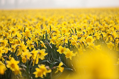 WALKERS_BULBS_LINCOLNSHIRE_TAYLORS_BULB_FIELDS_HOLBEACH_SOUTH_HOLLAND_LINCOLNSHIRE_FIELD_FULL_OF_NAR