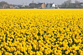 WALKERS BULBS, LINCOLNSHIRE: TAYLORS BULB FIELDS, HOLBEACH, SOUTH HOLLAND, LINCOLNSHIRE: FIELD FULL OF NARCISSUS JACK THE LAD