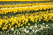 WALKERS BULBS, LINCOLNSHIRE: WALKERS BULBS SPECIALIST NARCISSI COLLECTION, HOLBEACH, SOUTH HOLLAND, LINCOLNSHIRE - FIELD FULL OF DAFFODILS, NARCISSUS