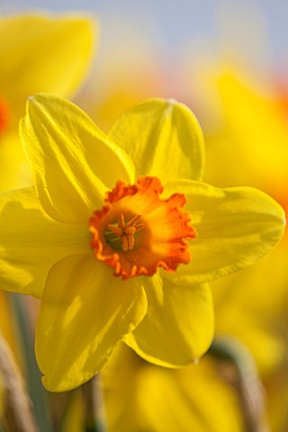 WALKERS_BULBS_LINCOLNSHIRE_WALKERS_BULBS_SPECIALIST_NARCISSI_COLLECTION_HOLBEACH_SOUTH_HOLLAND_LINCO