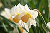 WALKERS BULBS, LINCOLNSHIRE: WALKERS BULBS SPECIALIST NARCISSI COLLECTION, HOLBEACH, SOUTH HOLLAND, LINCOLNSHIRE - CLOSE UP OF NARCISSUS PREMIER - DAFFODIL