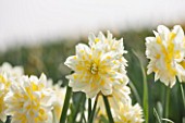 WALKERS BULBS, LINCOLNSHIRE: WALKERS BULBS SPECIALIST NARCISSI COLLECTION, HOLBEACH, SOUTH HOLLAND, LINCOLNSHIRE - CLOSE UP OF NARCISSUS IRENE COPELAND - DAFFODIL