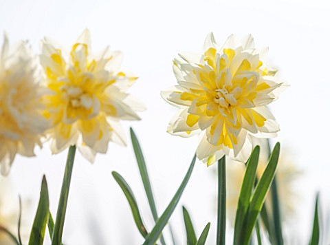 WALKERS_BULBS_LINCOLNSHIRE_WALKERS_BULBS_SPECIALIST_NARCISSI_COLLECTION_HOLBEACH_SOUTH_HOLLAND_LINCO