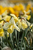 WALKERS BULBS, LINCOLNSHIRE: WALKERS BULBS SPECIALIST NARCISSI COLLECTION, HOLBEACH, SOUTH HOLLAND, LINCOLNSHIRE - CLOSE UP OF NARCISSUS LEMON CLOUD - DAFFODIL