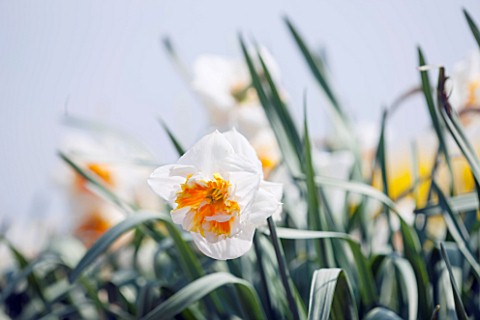 WALKERS_BULBS_LINCOLNSHIRE_TAYLORS_BULB_FIELDS_HOLBEACH_SOUTH_HOLLAND_LINCOLNSHIRE_CLOSE_UP_OF_DAFFO