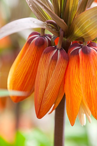 JACQUES_AMAND_CLOSE_UP_OF_FRITILLARIA_IMPERIALIS_SUNSET__CROWN_IMPERIAL_BULB_SPRING