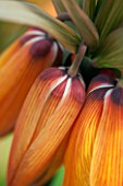 JACQUES AMAND: CLOSE UP OF FRITILLARIA IMPERIALIS SUNSET - CROWN IMPERIAL, BULB, SPRING