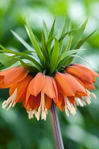 JACQUES_AMAND_CLOSE_UP_OF_FRITILLARIA_IMPERIALIS_RUBRA__CROWN_IMPERIAL_BULB_SPRING