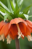 JACQUES AMAND: CLOSE UP OF FRITILLARIA IMPERIALIS RUBRA - CROWN IMPERIAL, BULB, SPRING