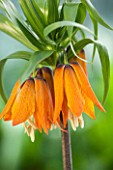 JACQUES AMAND: CLOSE UP OF FRITILLARIA IMPERIALIS PROLIFERA SYN CROWN ON CROWN -  CROWN IMPERIAL, BULB, SPRING