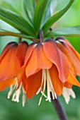JACQUES AMAND: CLOSE UP OF FRITILLARIA IMPERIALIS ORANGE BEAUTY -  CROWN IMPERIAL, BULB, SPRING