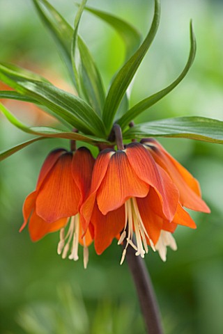 JACQUES_AMAND_CLOSE_UP_OF_FRITILLARIA_IMPERIALIS_ORANGE_BEAUTY___CROWN_IMPERIAL_BULB_SPRING