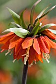 JACQUES AMAND: CLOSE UP OF FRITILLARIA IMPERIALIS SLAGWZAARD  - CROWN IMPERIAL, BULB, SPRING