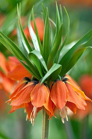 JACQUES_AMAND_CLOSE_UP_OF_FRITILLARIA_IMPERIALIS_SLAGWZAARD___CROWN_IMPERIAL_BULB_SPRING