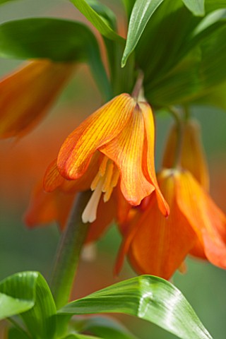 JACQUES_AMAND_CLOSE_UP_OF_FRITILLARIA_IMPERIALIS_EDUARDII__CROWN_IMPERIAL_BULB_SPRING