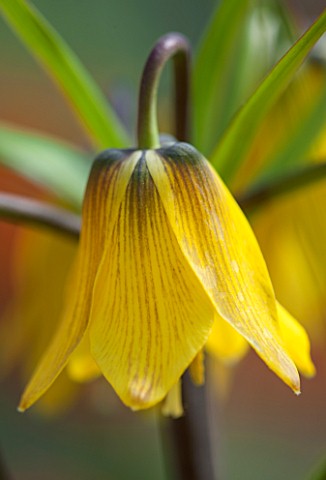 JACQUES_AMAND_CLOSE_UP_OF_FRITILLARIA_IMPERIALIS_YELLOW_EARLY_PASSION__CROWN_IMPERIAL_BULB_SPRING