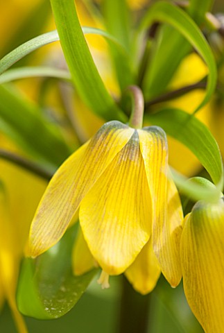 JACQUES_AMAND_CLOSE_UP_OF_FRITILLARIA_IMPERIALIS_YELLOW_EARLY_PASSION__CROWN_IMPERIAL_BULB_SPRING