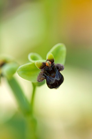 RHS_GARDEN__WISLEY_SURREY_CLOSE_UP_OF_OPHRYS_BOMBYLIFLORA__THE_BUMBLEBEE_ORCHID__ALPINE_SPRING