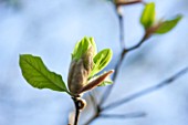 RHS GARDEN , WISLEY, SURREY: CLOSE UP OF GREEN FLOWERED MAGNOLIA SUNBURST - SPRING, BLOSSOM