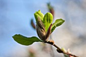 RHS GARDEN , WISLEY, SURREY: CLOSE UP OF GREEN FLOWERED MAGNOLIA SUNBURST - SPRING, BLOSSOM