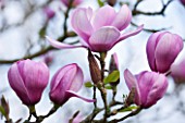 SPINNERS GARDEN AND NURSERY, HAMPSHIRE: PINK FLOWERS OF MAGNOLIA SERENE