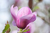 SPINNERS GARDEN AND NURSERY, HAMPSHIRE: PINK FLOWER OF MAGNOLIA SERENE
