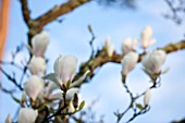 SPINNERS GARDEN AND NURSERY, HAMPSHIRE: WHITE FLOWERS OF MAGNOLIA SOULANGIANA BROZZONII