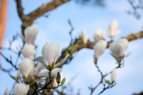 SPINNERS_GARDEN_AND_NURSERY_HAMPSHIRE_WHITE_FLOWERS_OF_MAGNOLIA_SOULANGIANA_BROZZONII