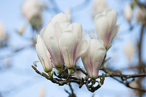 SPINNERS_GARDEN_AND_NURSERY_HAMPSHIRE_WHITE_FLOWERS_OF_MAGNOLIA_SOULANGIANA_BROZZONII