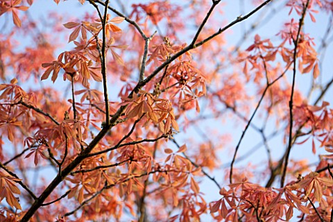 SPINNERS_GARDEN_AND_NURSERY_HAMPSHIRE_SPRING_LEAVES_OF_AESCULUS_NEGLECTA_ERYTHROBLASTUS__SUNSHINE_HO