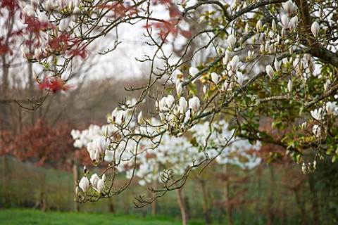 SPINNERS_GARDEN_AND_NURSERY_HAMPSHIRE_WHITE_FLOWERS_OF_MAGNOLIA_SOULANGIANA_BROZZONII__SPRING_BLOSSO