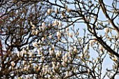 SPINNERS GARDEN AND NURSERY, HAMPSHIRE: WHITE FLOWERS OF MAGNOLIA SOULANGIANA BROZZONII - SPRING, BLOSSOM