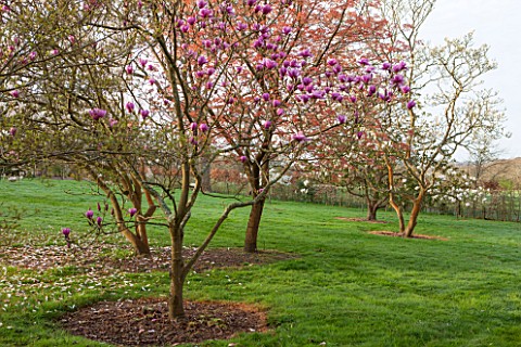 SPINNERS_GARDEN_AND_NURSERY_HAMPSHIRE_MAGNOLIA_SERENE_AND_MAGNOLIA_SOULANGIANA_BROZZONII___SPRING_BL