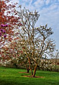 SPINNERS GARDEN AND NURSERY, HAMPSHIRE: MAGNOLIA SERENE AND MAGNOLIA SOULANGIANA BROZZONII -  SPRING, BLOSSOM