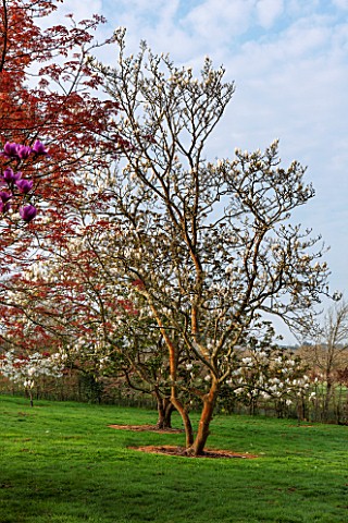 SPINNERS_GARDEN_AND_NURSERY_HAMPSHIRE_MAGNOLIA_SERENE_AND_MAGNOLIA_SOULANGIANA_BROZZONII___SPRING_BL