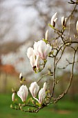 SPINNERS GARDEN AND NURSERY, HAMPSHIRE: WHITE FLOWERS OF MAGNOLIA SOULANGIANA BROZZONII -  SPRING, BLOSSOM