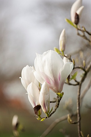 SPINNERS_GARDEN_AND_NURSERY_HAMPSHIRE_WHITE_FLOWERS_OF_MAGNOLIA_SOULANGIANA_BROZZONII___SPRING_BLOSS