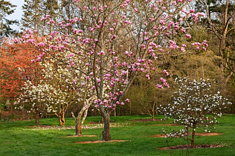 SPINNERS_GARDEN_AND_NURSERY_HAMPSHIRE_SPRING_BLOSSOM_OF_FLOWERING_TREES_IN_MEADOW__MAGNOLIA_STAR_WAR