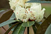 SPINNERS GARDEN AND NURSERY, HAMPSHIRE: CLOSE UP PLANT PORTRAIT OF A PALE LEMON FLOWER OF RHODODENDRON. FLOWERS, PETALS, SCENT, SCENTED, SHRUB, WOODLAND, SHADE