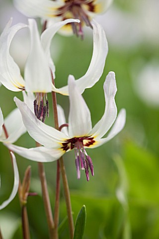 SPINNERS_GARDEN_AND_NURSERY_HAMPSHIRE_CLOSE_UP_PLANT_PORTRAIT_OF_THE_WHITE_FLOWERS_OF_ERYTHRONIUM_HE