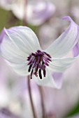 SPINNERS GARDEN AND NURSERY, HAMPSHIRE: CLOSE UP PLANT PORTRAIT OF THE WHITE FLOWERS OF ERYTHRONIUM HENDERSONII. DOGS, TOOTH, VIOLET, APRIL, SPRING, PURPLE