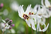 SPINNERS GARDEN AND NURSERY, HAMPSHIRE: CLOSE UP PLANT PORTRAIT OF THE WHITE FLOWERS OF ERYTHRONIUM HENDERSONII. DOGS, TOOTH, VIOLET, APRIL, SPRING
