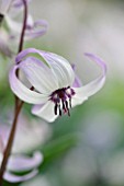 SPINNERS GARDEN AND NURSERY, HAMPSHIRE: CLOSE UP PLANT PORTRAIT OF THE WHITE FLOWERS OF ERYTHRONIUM HENDERSONII. DOGS, TOOTH, VIOLET, APRIL, SPRING, PURPLE