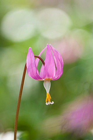 SPINNERS_GARDEN_AND_NURSERY_HAMPSHIRE_CLOSE_UP_OF_PLANT_PORTRAIT_OF_THE_PINK_FLOWERS_OF_ERYTHRONIUM_