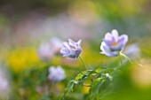 SPINNERS GARDEN AND NURSERY, HAMPSHIRE: CLOSE UP OF PLANT PORTRAIT OF THE BLUE FLOWERS OF ANEMONE NEMEROSA ROBINSIANA, SPRING, APRIL, WOODLAND, SHADE, SHADY