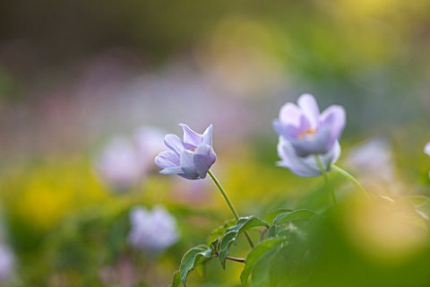 SPINNERS_GARDEN_AND_NURSERY_HAMPSHIRE_CLOSE_UP_OF_PLANT_PORTRAIT_OF_THE_BLUE_FLOWERS_OF_ANEMONE_NEME