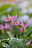 SPINNERS GARDEN AND NURSERY, HAMPSHIRE: CLOSE UP OF PLANT PORTRAIT OF THE PINK FLOWERS OF ERYTHRONIUM REVOLUTUM. DOGS TOOTH VIOLET, SPRING, APRIL