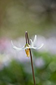 SPINNERS GARDEN AND NURSERY, HAMPSHIRE: CLOSE UP PLANT PORTRAIT OF THE FLOWER OF ERYTHRONIUM CALIFORNICUM WHITE BEAUTY, DOGS TOOTH VIOLET. SPRING, APRIL, PERENNIAL