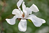 SPINNERS GARDEN AND NURSERY, HAMPSHIRE: CLOSE UP PLANT PORTRAIT OF THE WHITE FLOWER OF A MAGNOLIA. SPRING, APRIL, SHRUB, TREE